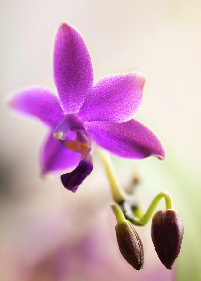 Orchid Photograph - Phalaenopsis Orchid Flower #1 by Maria Mosolova