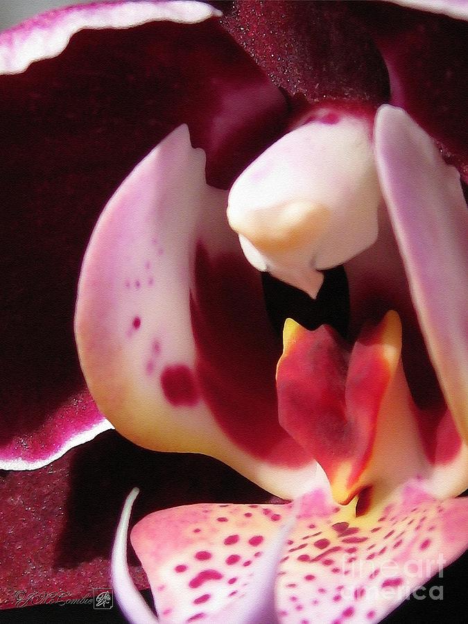 Phalaenopsis Orchid named Elegant Debora #1 Painting by J McCombie