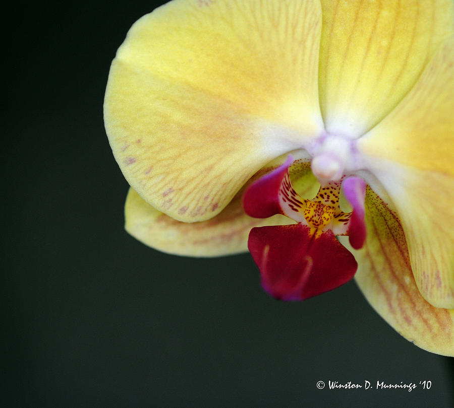 Phalaenopsis Orchid - The Moth Orchid #1 Photograph by Winston D Munnings