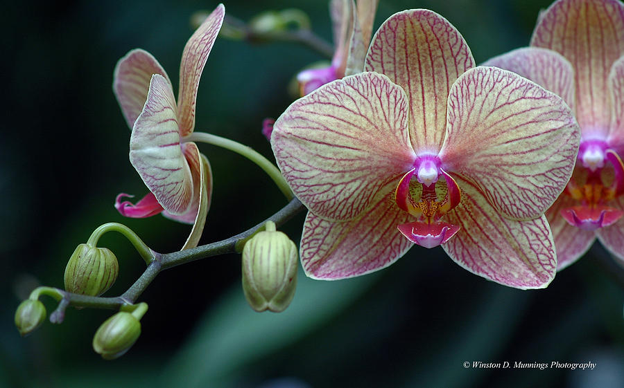 Orchid Photograph - Phalaenopsis Orchid #1 by Winston D Munnings