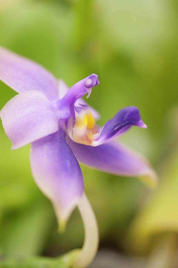 Phalaenopsis Samera