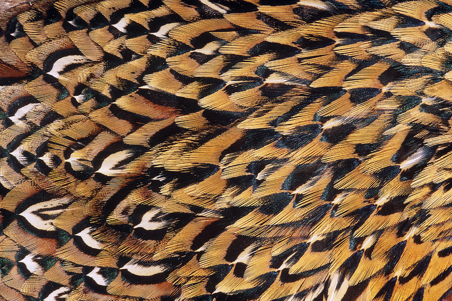 Pheasant Feathers #1 by Jeffrey Lepore