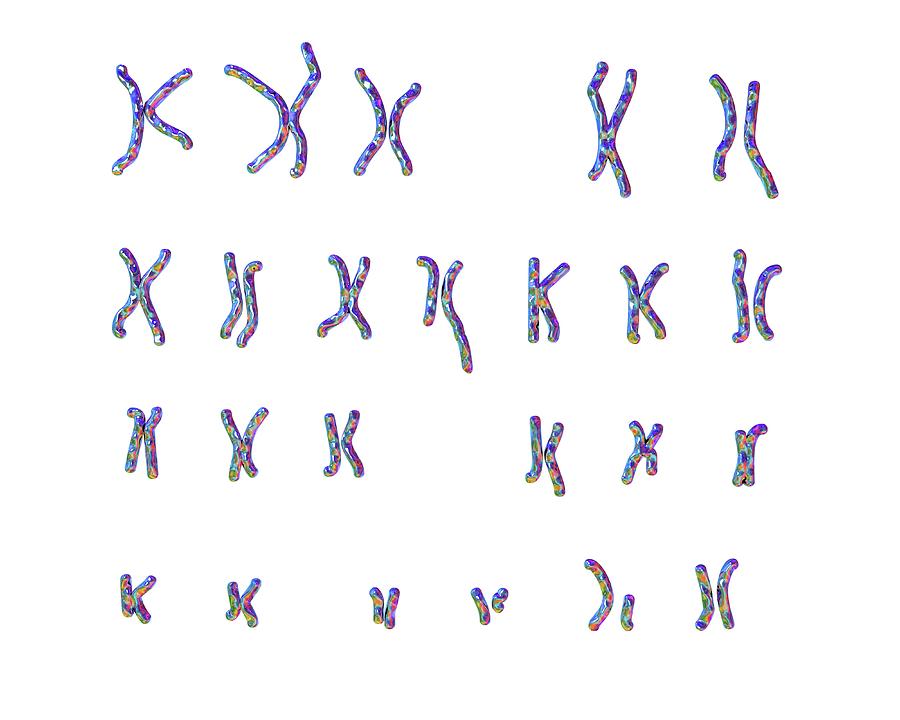 Philadelphia Chromosome #1 Photograph by Kateryna Kon/science Photo Library