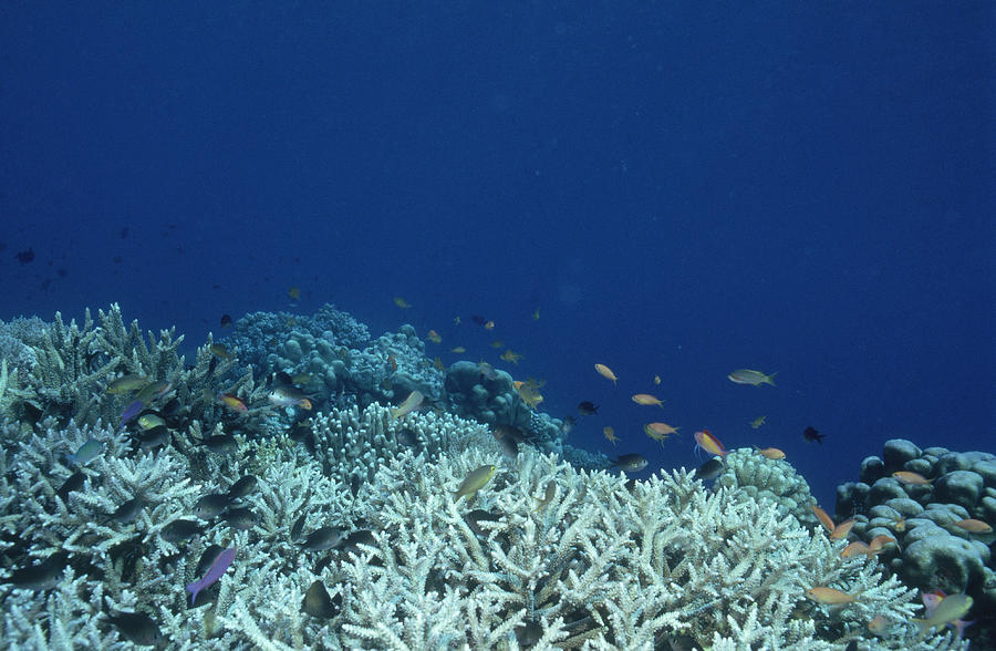 Philippines Coral Reef #1 Photograph by Greg Ochocki