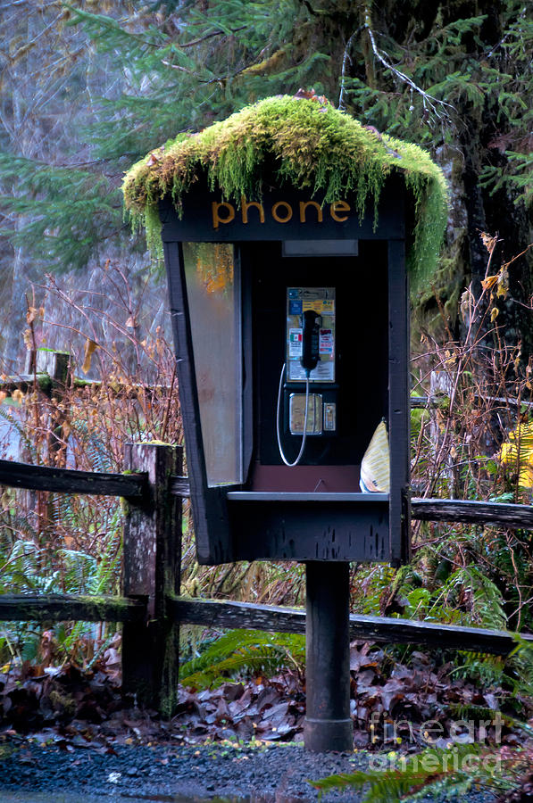 Phone Booth, Hoh Rainforest #1 Photograph by Mark Newman