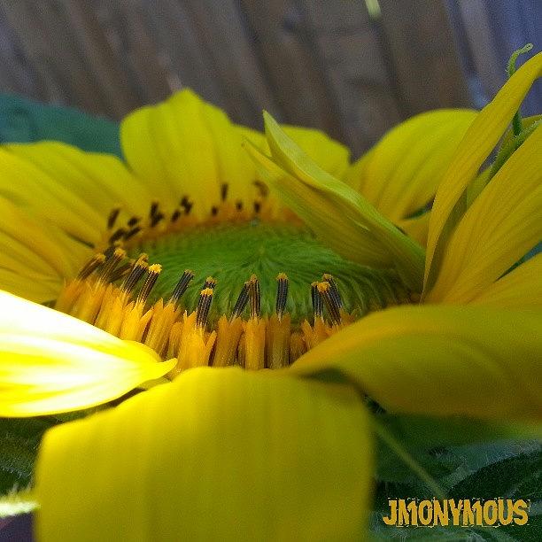 Sunflower Photograph - #photography #photo #photos #pic #pics #1 by Jesse Morrissette