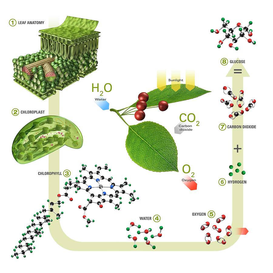 Photosynthesis Photograph by Carlos Clarivan