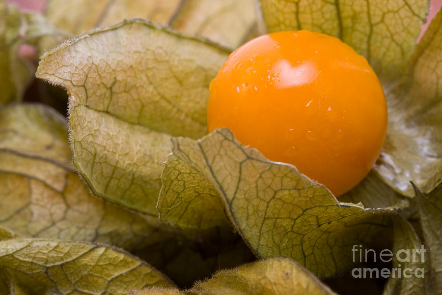 Fruit Photograph - Physalis #1 by Shawn Hempel