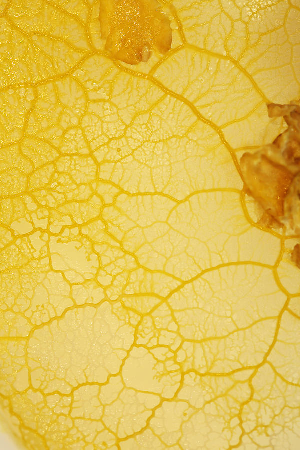 Physarum Slime Mold Plasmodium #1 Photograph by Science Stock Photography