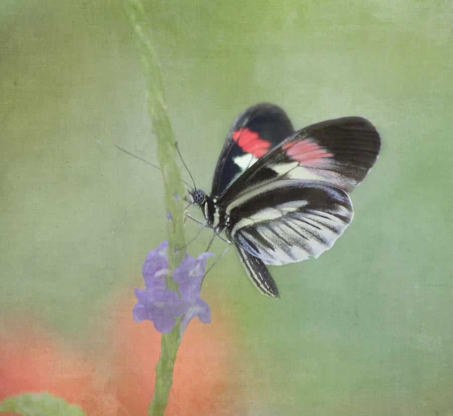 Butterfly Photograph - Piano Key Butterfly1 by Kim Hojnacki