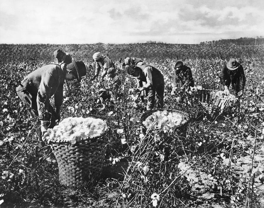picking cotton jennifer