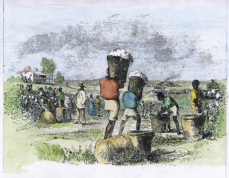 Picking Cotton In The Southern United Drawing by Mary Evans Picture
