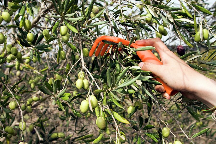 Picking Olives #1 Photograph by Photostock-israel