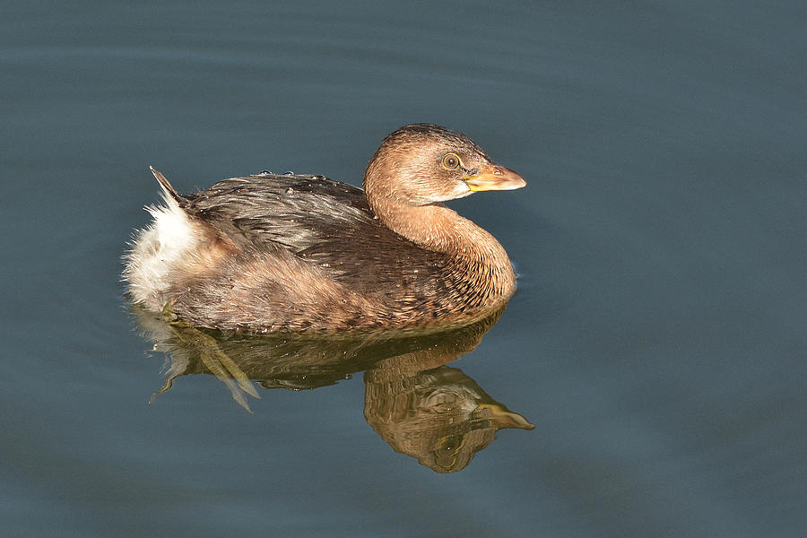Pied-billed Grebe #1 Photograph by Alan Lenk