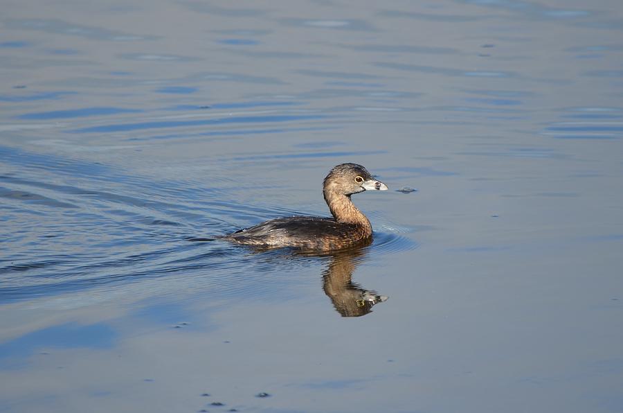 Pied-billed Grebe  #1 Photograph by James Petersen