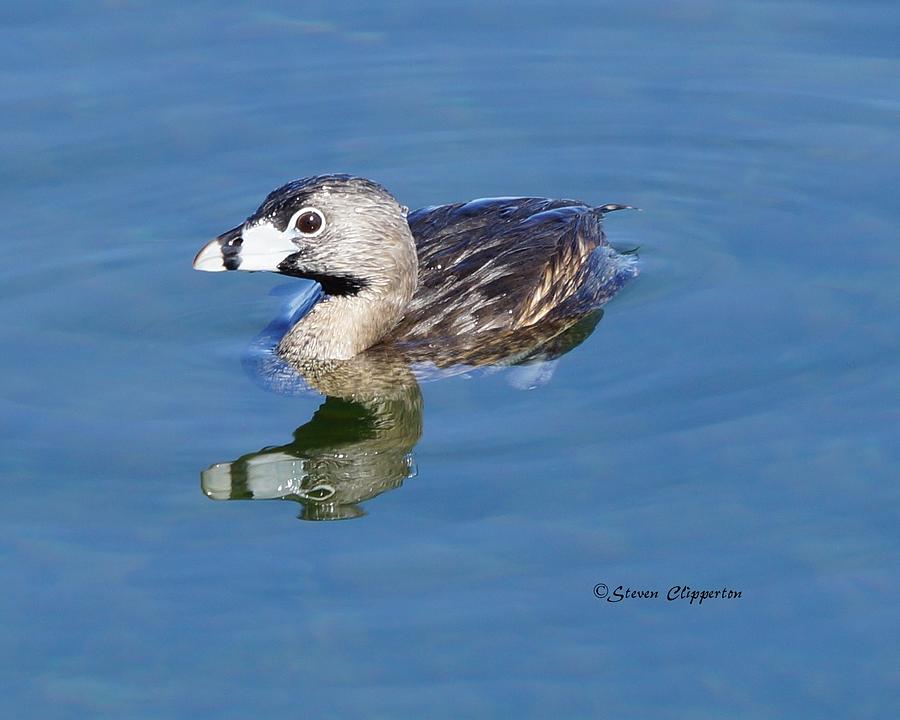 Pied-billed Grebe #1 Photograph by Steven Clipperton