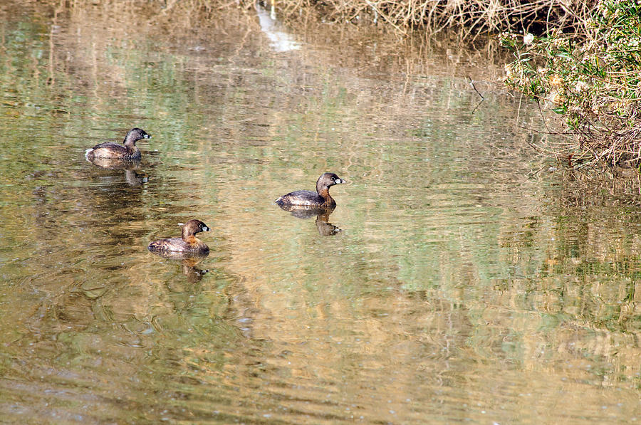 Pied-billed Grebes #2 Photograph by Tam Ryan