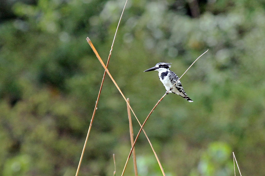 Pied Kingfisher #1 Photograph by Tony Murtagh