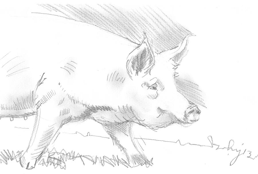 Pig Drawing Drawing by Mike Jory