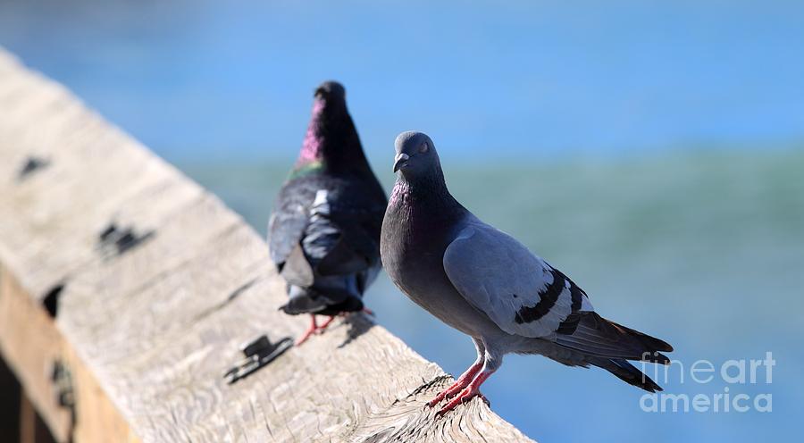 Pigeon #1 Photograph by Henrik Lehnerer