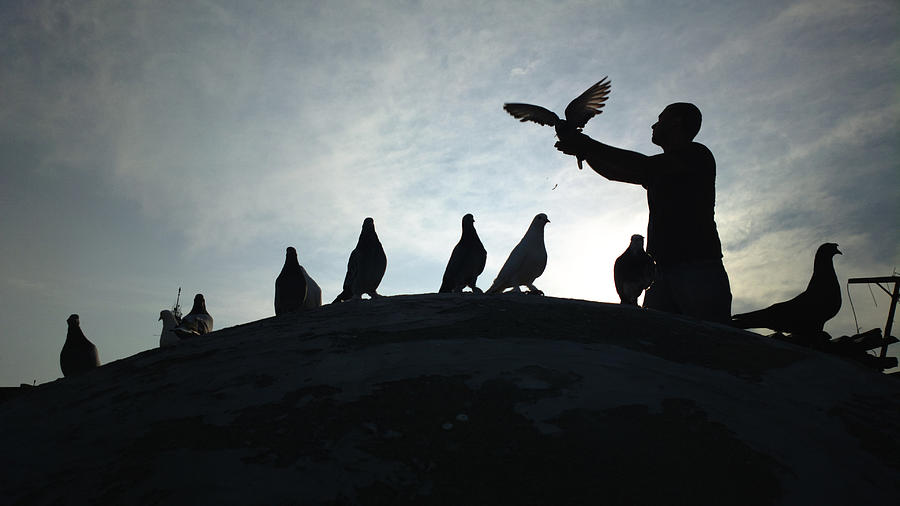 Pigeon lover #1 Photograph by Baranozdemir