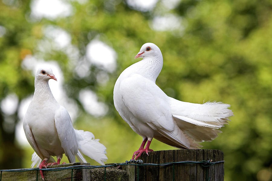 Pigeon Queue De Paon Photograph By Gerard Lacz