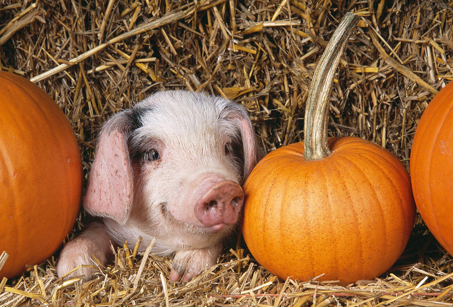 Piglet With Pumpkins #1 Photograph by John Daniels