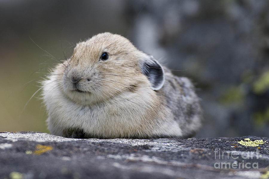 Nature Photograph - Pika #1 by William H. Mullins