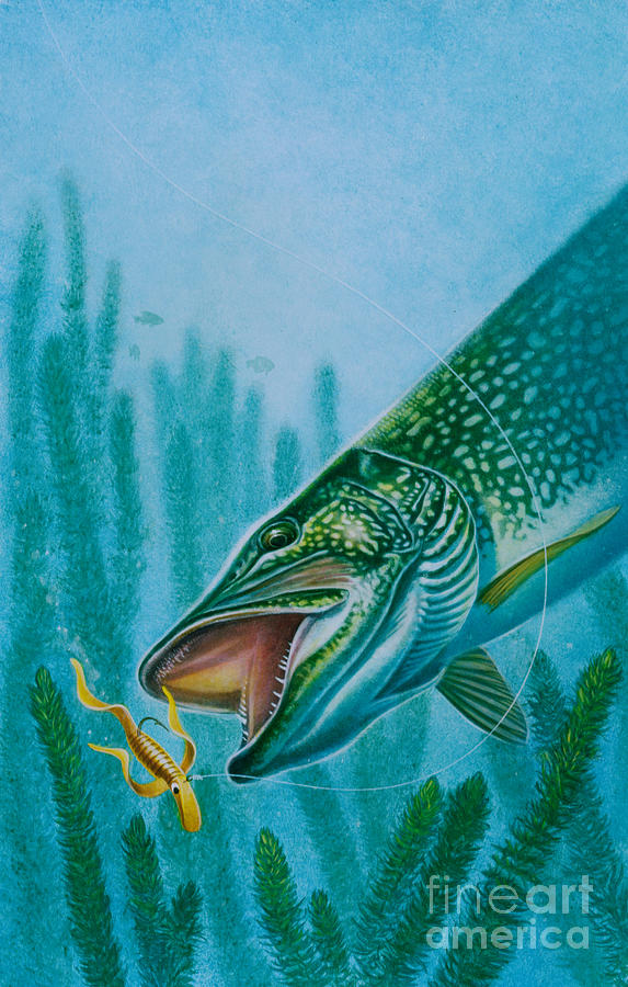 Fish Painting - Pike and Jig by JQ Licensing