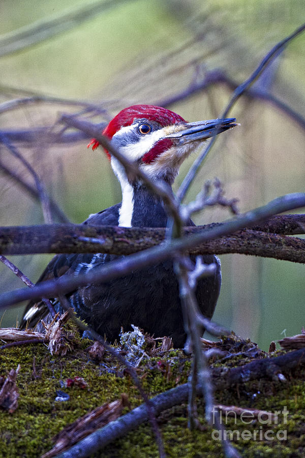 Pileated Wood Pecker #1 Photograph by Ronald Lutz