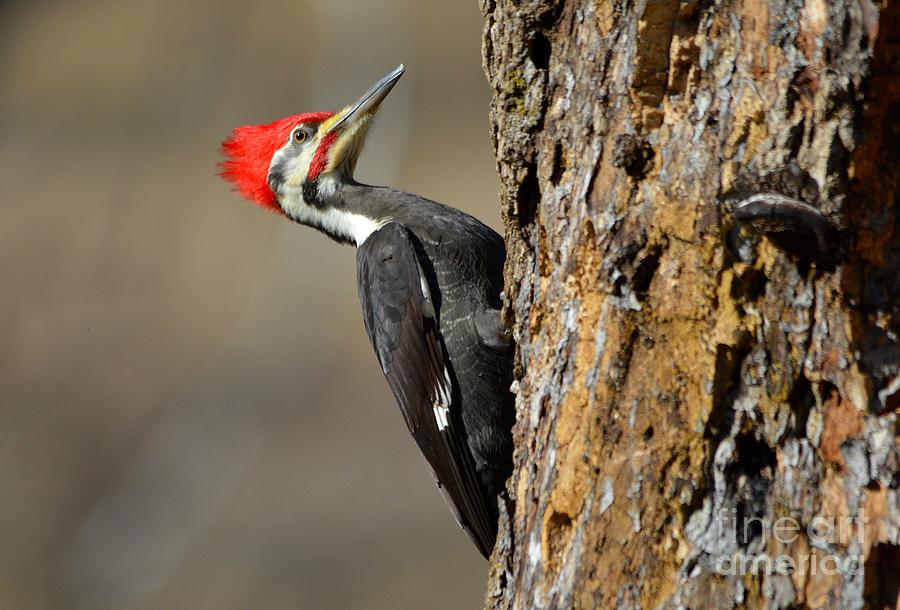 Pileated Woodpecker Photograph by Charles Trinkle - Fine Art America