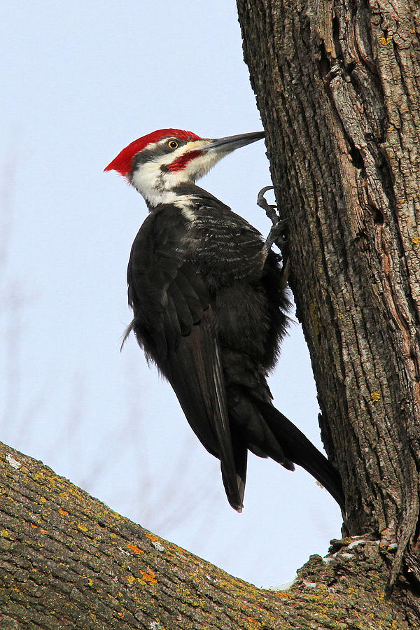 Pileated Woodpecker #1 Photograph by Doris Potter