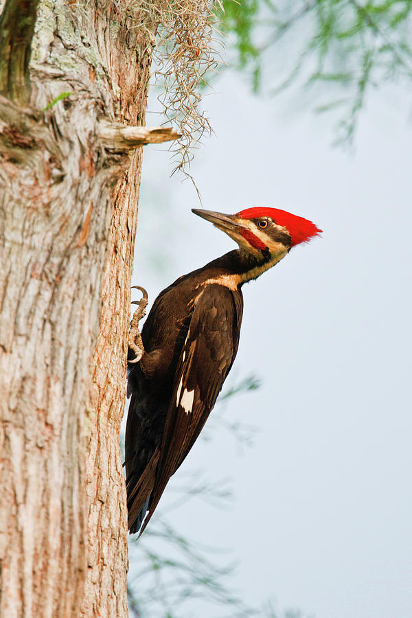 Tree Photograph - Piliated Woodpecker (dryocopus Pileatus #1 by Larry Ditto