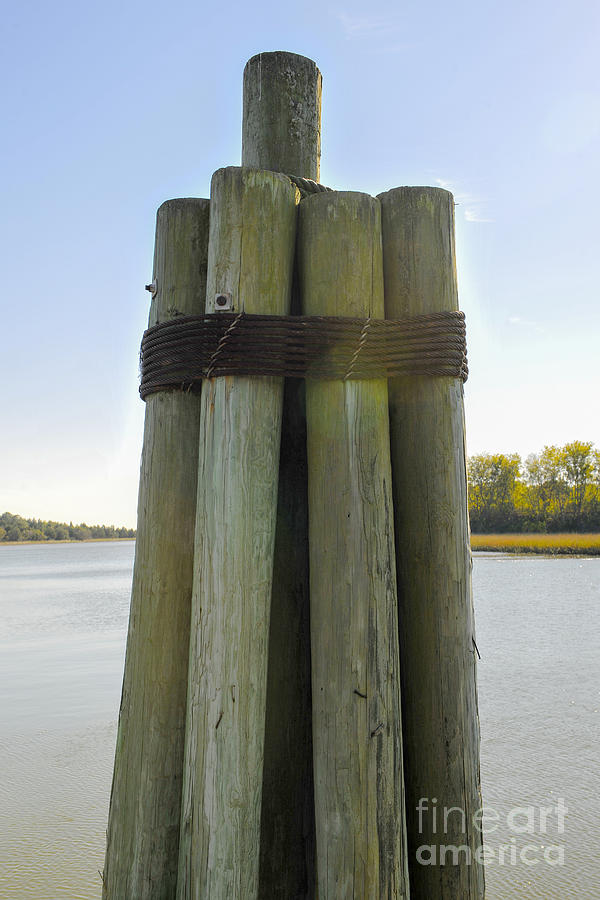 Wooden Dock Pilings Photograph by Dale Powell