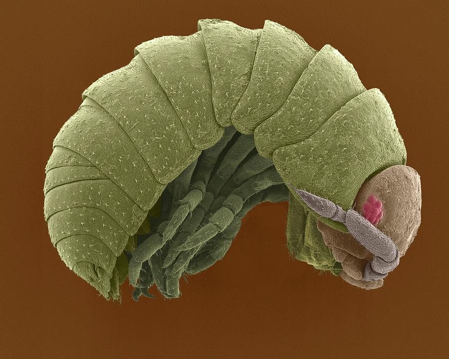 Pill Bug (armadillidium Vulgare) Photograph by Dennis