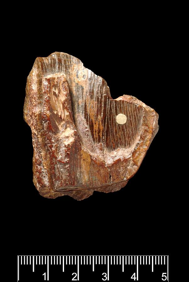 Piltdown Stegodon tooth #1 Photograph by Science Photo Library