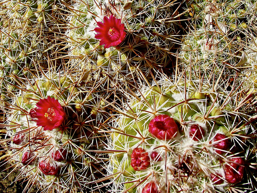 Pincushion Cactus in Tucson Desert MuseumArizona Photograph by Ruth