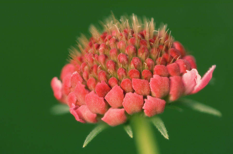 Pincushion Flowerhead Photograph by Maria Mosolova/science Photo ...