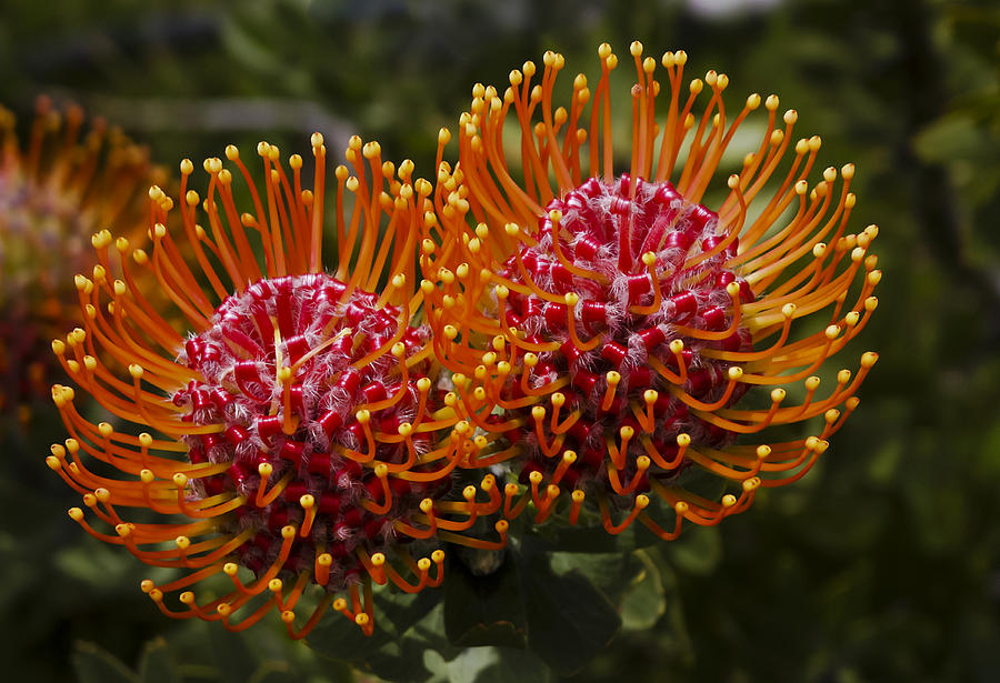 Pincushion Flowers Photograph by Dennis Reagan