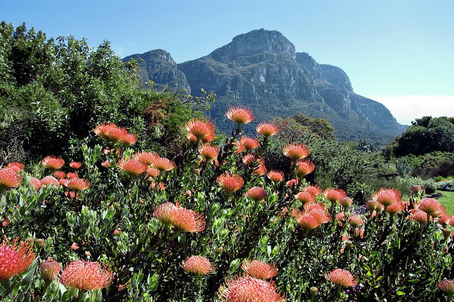 Pincushion (leucospermum Cordifolium) Photograph by Dr P. Marazzi ...