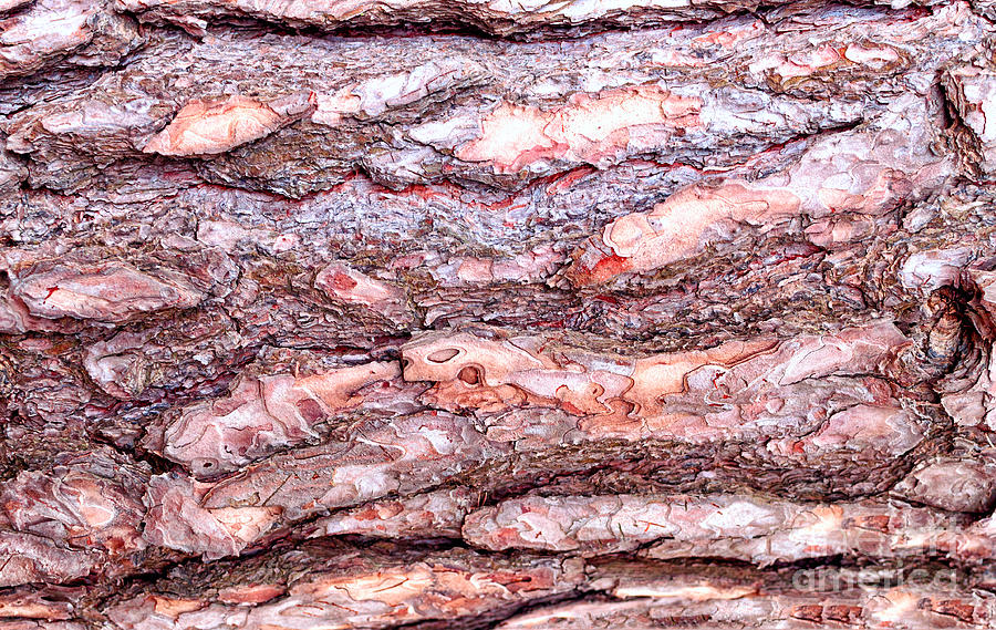 Pine Bark Texture #1 Photograph by Les Palenik