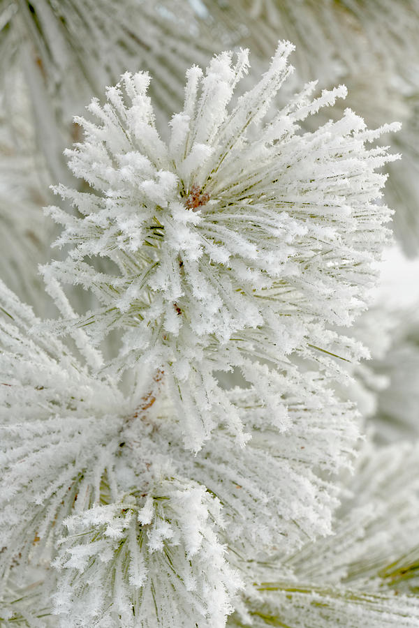 Pine Bough With Heavy Frost Crystals Photograph by Adam Jones | Fine ...