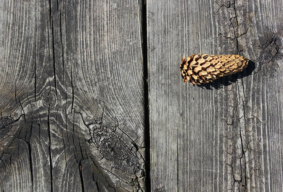 Pine Cone and Old Wood 2 Photograph by Mary Bedy