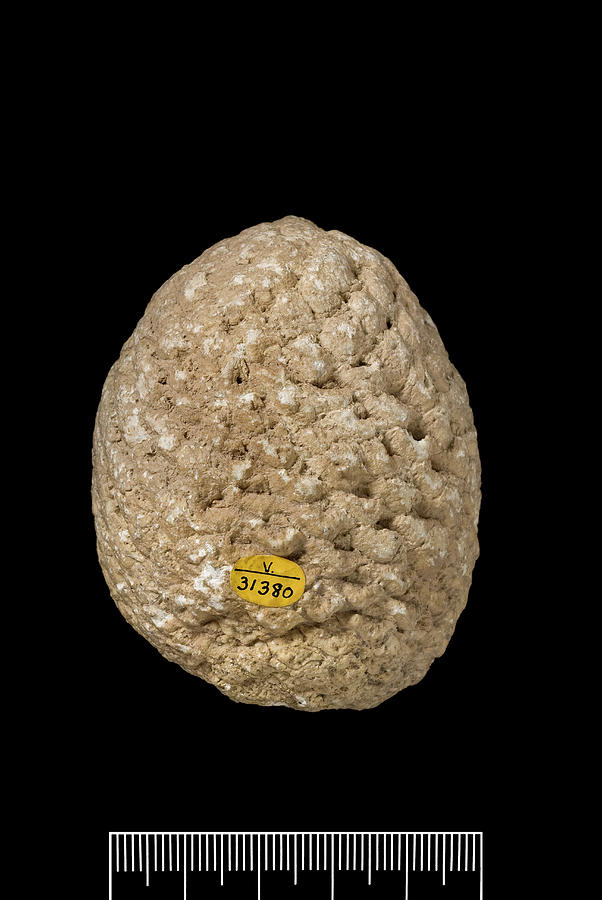 Pine Cone (araucaria Mirabilis) Fossil #1 Photograph by Natural History Museum, London/science Photo Library
