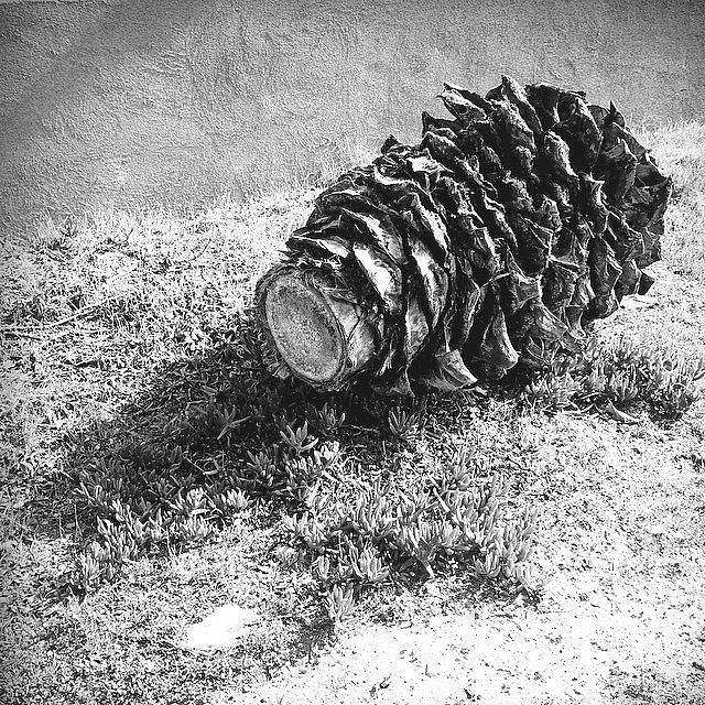 1. Pine Cone Or Tree Stump?  2. Photo Photograph by Brian Huskey