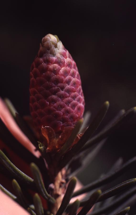 Pine Flower #1 Photograph by Retro Images Archive
