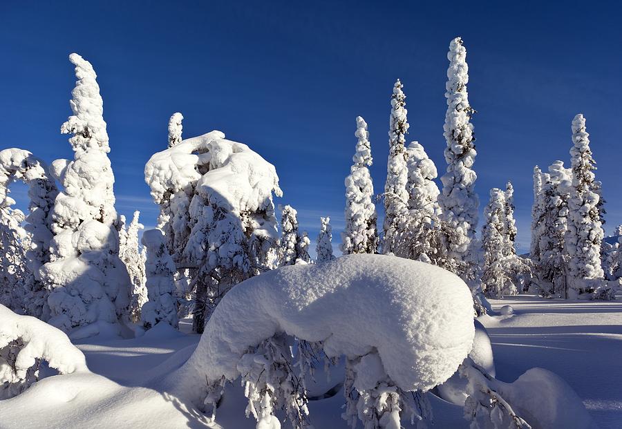 Winter Photograph - Pine forest after heavy snowfall #1 by Science Photo Library