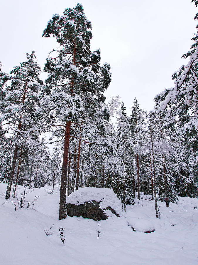 Pine forest winter #9 Photograph by Jouko Lehto