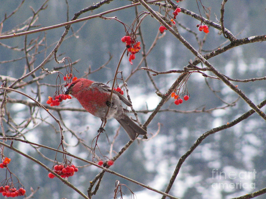 Pine Grosbeak and Mountain Ash #1 Photograph by Leone Lund