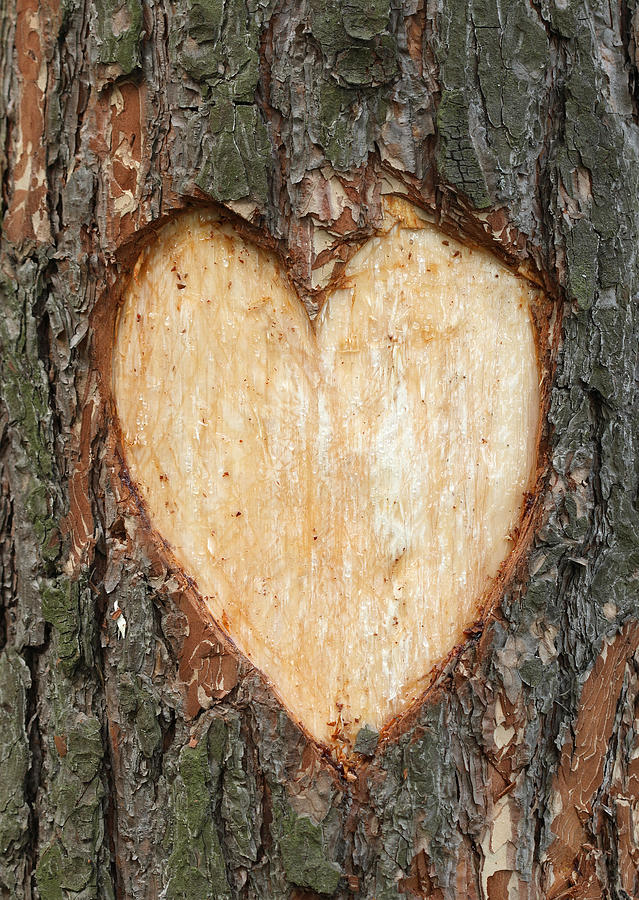 Pine heart #1 Photograph by Pobytov